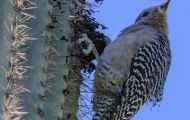 Tiere, Vögel - Spechtvögel  Gilaspecht_Melanerpes uropygialis_Gila Woodpecker 05.JPG