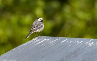 Tiere, Vögel - Sperlingsvögel  Bachstelze_Motacilla alba_White Wagtail 02.JPG