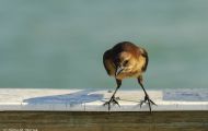 Tiere, Vögel - Sperlingsvögel  Bootschwanzgrackel_Quiscalus major_Boat-Tailed Grackle 02.JPG
