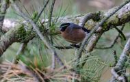 Tiere, Vögel - Sperlingsvögel  Gimpel_Dompfaff_Pyrrhula pyrrhula_Bullfinch 02.JPG