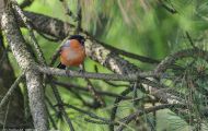 Tiere, Vögel - Sperlingsvögel  Gimpel_Dompfaff_Pyrrhula pyrrhula_Bullfinch 04.JPG