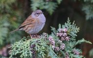 Tiere, Vögel - Sperlingsvögel  Heckenbraunelle_Prunella modularis_Hedge Warbler 01.JPG