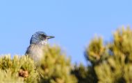 Tiere, Vögel - Sperlingsvögel  Kalifornienhäher_Aphelocoma californica_Western Scrub Jay 02.JPG