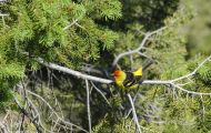 Tiere, Vögel - Sperlingsvögel  Kieferntangar_Piranga ludoviciana_Western Tanager 04.JPG