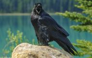 Tiere, Vögel - Sperlingsvögel  Kolkrabe_Corvus corax_Common Raven 01.JPG