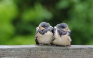 Tiere, Vögel - Sperlingsvögel  Rauchschwalbe_Hirundo rustica_Barn Swallow 01.JPG