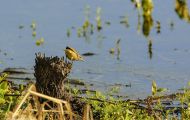 Tiere, Vögel - Sperlingsvögel  Rohrsänger_Acrocephalus_Warbler 02.JPG
