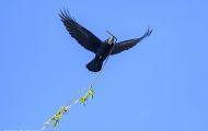 Tiere, Vögel - Sperlingsvögel  Saatkrähe_Corvus frugilegus_Rook 01.JPG