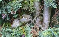 Tiere, Vögel - Sperlingsvögel  Sommergoldhähnchen_Regulus ignicapillus_Firecrest 06.JPG