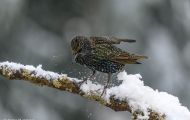 Tiere, Vögel - Sperlingsvögel  Star_Sturnus vulgaris_Common Starling 07.JPG