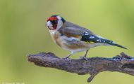 Tiere, Vögel - Sperlingsvögel  Stieglitz_Carduelis carduelis_ European Goldfinch 04.JPG