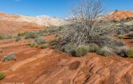 Utah, Dixie - Snow Canyon State Park 07.JPG