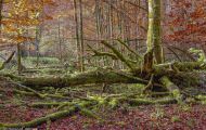 Wälder, Laubwald - Oberbayern  Laubwald 03.JPG