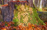 Wälder, Laubwald - Oberbayern  Laubwald 15.JPG