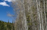 Wälder, Nadel & Mischwald - USA  Arizona, Nadel & Mischwald 02.JPG