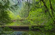 Wälder, Regenwald - Kanada  British Columbia, gemäßgter Regenwald 02.JPG