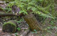 Wälder, Regenwald - Kanada  British Columbia, gemäßgter Regenwald 08.JPG