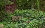 Wälder, Regenwald - Kanada  British Columbia, gemäßgter Regenwald 13.JPG