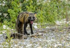 Willkommen in Dawson City - Die legendäre Goldgräberstadt am Yukon - Entlang der Goldfelder_Polarfuchs mit Beute.JPG