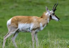 Pronghorn