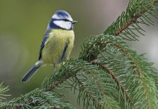 Bezaubernde Vögel im heimischen Garten - Blaumeise