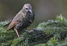 Gefiederte Freunde - Unsere heimischen Gartenvögel - Star