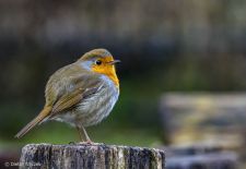 Gefiederte Freunde - Unsere heimischen Gartenvögel - Rotkehlchen