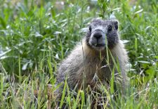 Marmots - Cute and Curious / Yellow-bellied marmot