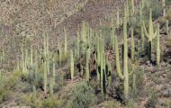 Agaven & Kakteen, Kakteen Grün - Saguaro_Carnegiea gigantea_Giant Saguaro 01.JPG