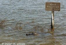 Alligatoren in Florida - Missisippi Alligator, Everglades National Park.JPG