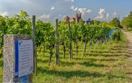 Baden-Württemberg, Breisach am Rhein - Eckartsberg 01.JPG