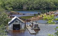 British Columbia, Vancouver Island - Telegraph Cove  Beaver Cove Log Sort 04.JPG