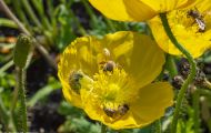 Fluginsekten, Neuflügler - Hautflügler  Honigbiene_Apis_Honeybee 10.JPG