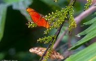 Fluginsekten, Neuflügler - Schmetterlinge  Großer Feuerfalter 02.JPG