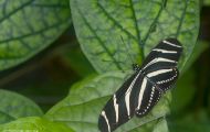 Fluginsekten, Neuflügler - Schmetterlinge  Kleiner Eisvogel_Limenitis camilla Linnaeus_White Admiral 02.JPG