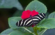 Fluginsekten, Neuflügler - Schmetterlinge  Kleiner Eisvogel_Limenitis camilla Linnaeus_White Admiral 04.JPG