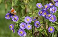 Fluginsekten, Neuflügler - Schmetterlinge  Pfauenauge_Inachis io_European Peacock 02.JPG