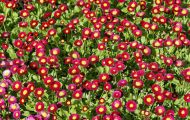 Gärten & Parks - Blumenbeete Bunte Mischung 36.JPG