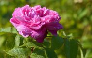 Gärten & Parks - Staudenpflanzen Rosen mit rosafarbenen Blüten 06.JPG