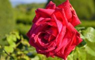 Gärten & Parks - Staudenpflanzen Rosen mit roten Blüten 11.JPG