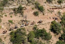 On mules to the historic oasis Phantom Ranch