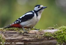 Heimische Gartenvögel - Gefiederte Freunde - Buntspecht.JPG