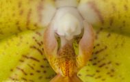 Orchidee Gelb 04.JPG