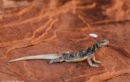 Reptilien, Echsen - Chuckwalla_Sauromalus obesus_Chuckwalla 04.JPG