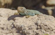 Reptilien, Echsen - Halsbandleguan_Crotaphytus collaris_Collared Lizard 02.JPG