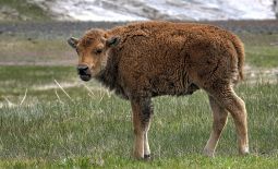 Tatonka - Der nordamerikanische Bison - Bison-Kalb im Yellowstone Nat'l Park.JPG