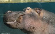 Tiere, Säugetiere - Huftiere   Flusspferd_Hippopotamus amphibius_Hippopotamus 04.JPG