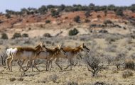 Tiere, Säugetiere - Huftiere   Gabelbock_Antilocapra americana_Pronghorn Antelope 05.JPG