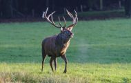 Tiere, Säugetiere - Huftiere  Rothirsch_Cervus elaphus_Elk 09.JPG