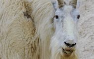 Tiere, Säugetiere - Huftiere  Schneeziege_Oreamnos americanus_Mountain Goat 04.JPG